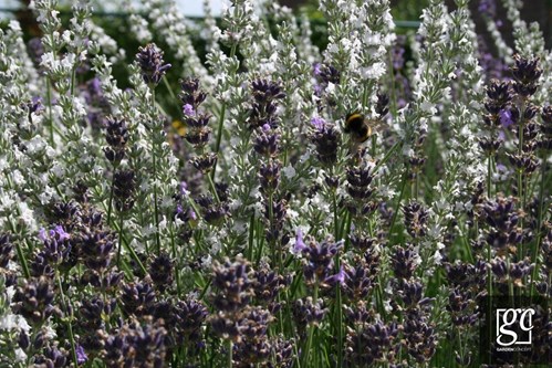 s09-copier_1 (Copier)