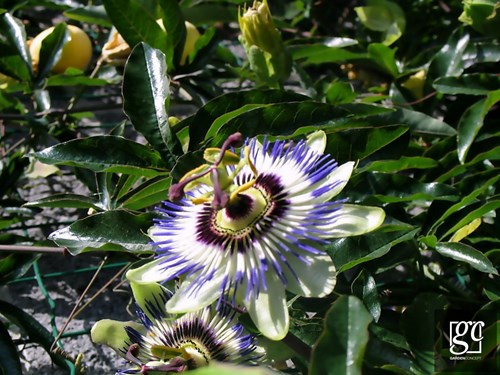 jardin-haccourt-005-copier_1